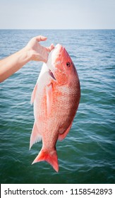 A Large Red Snapper Caught During A Deep Sea Offshore Fishing Trip In The Gulf Of Mexico.