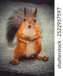 A large red squirrel stands on the ground and looks at the camera