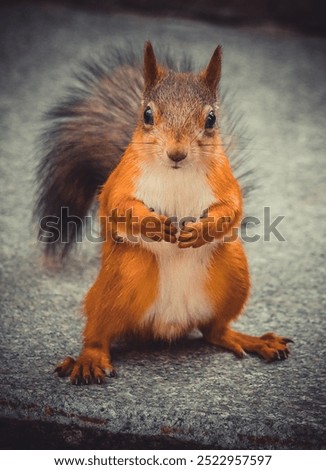 A large red squirrel stands on the ground and looks at the camera