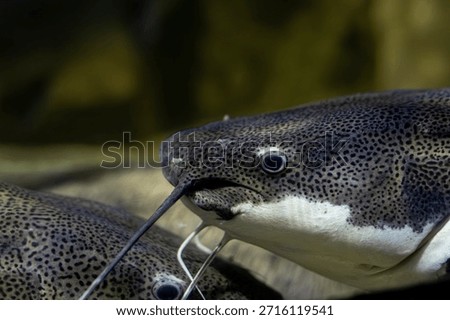 Large red tail catfish close-up. Exotic red tail catfish in freshwater habitat. Redtail catfish swimming underwater. Phractocephalus hemioliopterus fish ortrait.