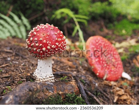 Large red toadstool in the forest on brown ground with second toadstool in the background