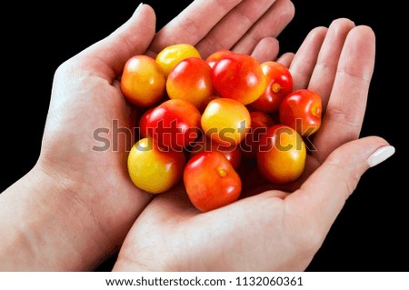 Large red and white cherries in hands on a dark background