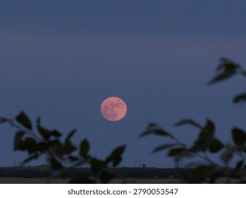 A large reddish full moon rises quietly above the distant horizon, casting a soft glow over the darkening landscape. The sky is painted in deep shades of blue and violet, blending smoothly into the warm tones near the horizon. Silhouetted leaves frame the view in the foreground, adding a natural border that enhances the sense of depth and calm. The scene feels tranquil and slightly mysterious — a perfect moment between day and night when the world slows down and light turns poetic.