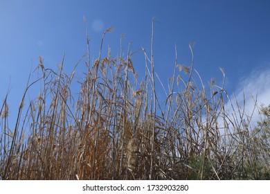 Large Reed Grass Near A Lake, Al Azraq Wetlands, Jordan