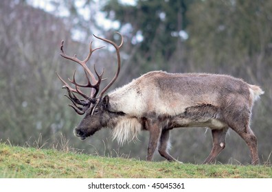 6,673 Antlers caribou Images, Stock Photos & Vectors | Shutterstock