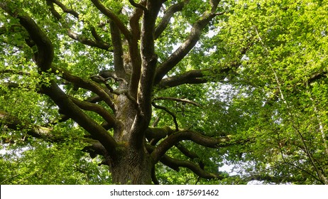 Large remarkable oak in a wild forest in the north of France. View of the crown from below, from the foot of the tree. Trunk, thick branches and foliage. Horizontal photo. Summer light.