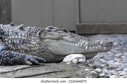 It Is A Large Reptile In The Crocodilia Order Of The Alligatoridae Family.