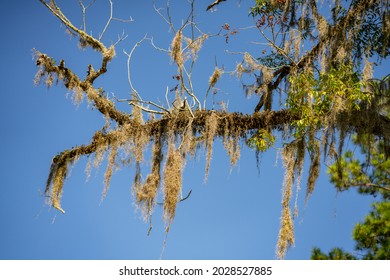 Large Resolution Photo Of A Mossy Oak Tree On Blue Sky