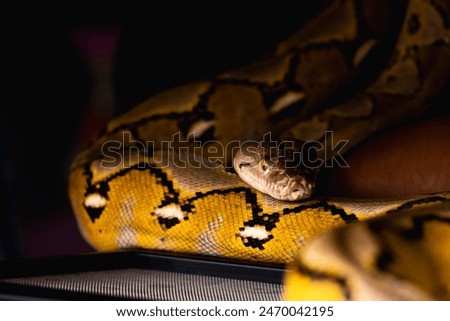 A large reticulated python, with its head resting on its coiled body, lies partially illuminated in the darkness, showcasing its smooth scales and watchful eyes.