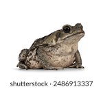 Large Rhinella Marina or Cane toad, sitting diagonal. Looking away from camera. Isolated on a white background.