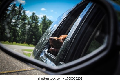 Large Rhodesian Ridgeback Dog With Head Out Window Seen In Rear View Mirror