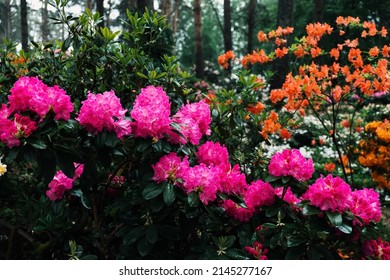 A large Rhododendron in the botanical garden. Many pink, purple, yellow and white flowers Rhododendron. Beautiful blooming texture background. Beautiful colorful rhododendrons during flowering.
