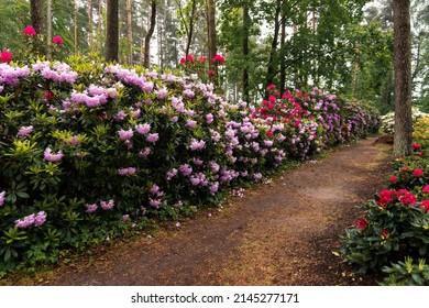 A large Rhododendron in the botanical garden. Many pink, purple, yellow and white flowers Rhododendron. Beautiful blooming texture background. Beautiful colorful rhododendrons during flowering.