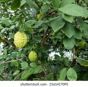 Large ripe lemon fruits with a rough peel are hanging on a branch of a citrus tree in the garden. Citrus medica citron. - Shutterstock ID 2161417095