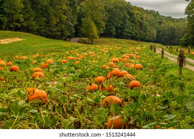 Large ripe pumpkins in a pumpkin patch laying on the ground waiting to be picked with scarecrows lining the road in the background in autumn