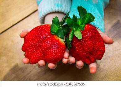 large ripe strawberry the size of a child's palm. A child holds two huge strawberries in his hands