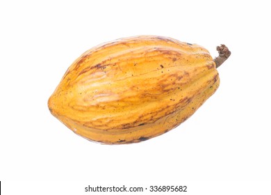 Large ripe Theobroma cacao pod isolated on white background