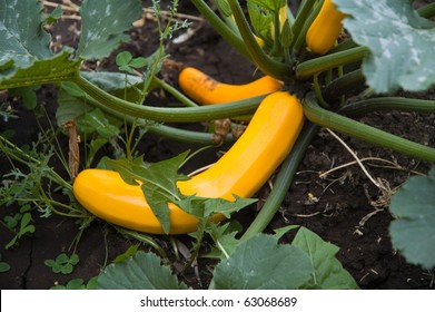 Large Ripe Yellow Squash, Still On The Vine.