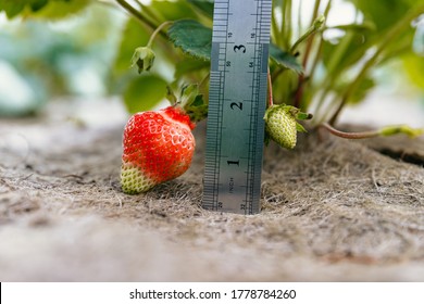 A large ripening strawberry on a bush and a special soil cover with a ruler alongside that displays the size in inches.