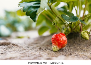 A large ripening strawberry on a bush lies on a special soil cover.