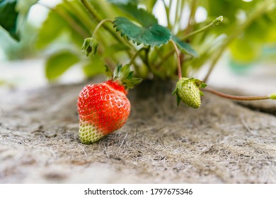 A large ripening strawberry on a bush lies on a special soil cover.