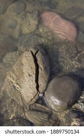 A Large River Stone, Split Into Pieces, Is In The Water.