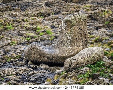 A large rock, called 'The Giant's Boot' rests on a rocky field at Giants Causeway, Northern Ireland, UK.