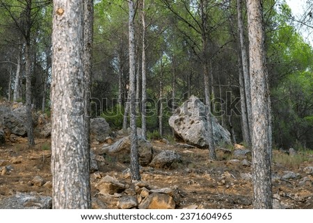 Large rock with edges and smooth parts seen in the distance among the trees in the forest of La Muela mountain in Rincón de Ademuz on the Iberian Peninsula