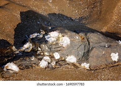 A Large Rock With Empty Oyster Shells