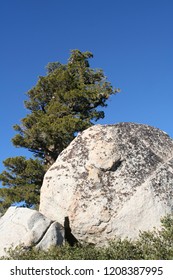 Large Rock and Tree