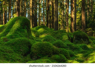 Large rocks covered with a thick layer of fresh green moss in an old and untouched pine and fir forest in Sweden - Powered by Shutterstock