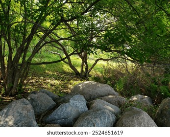 Large Rocks Under the Trees 