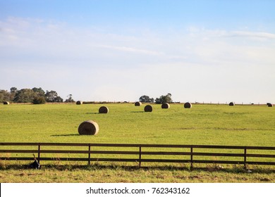 Large Rolled Hay Bales Sit In An Open Field For Livestock In Texas.