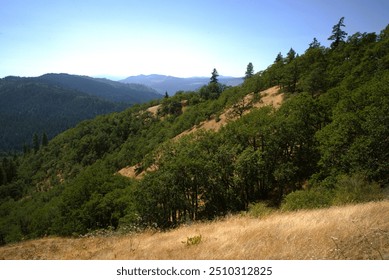 Large rolling hills covered in dried grass in a meadow dotted with oak tree woodlands, with the northern cascade mountain range in the distance under a clearly blue sky. - Powered by Shutterstock