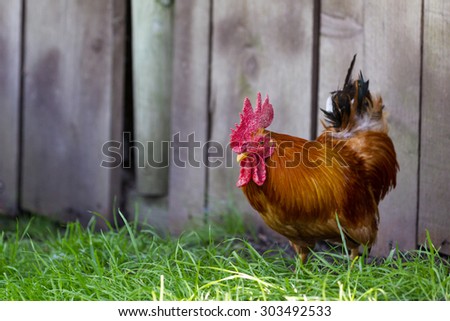 Image, Stock Photo chicken Animal Pet