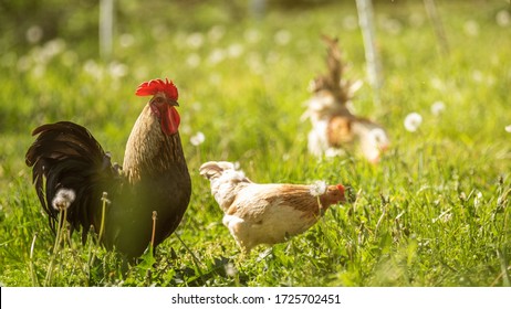 A large rooster stands in the tall grass on a sunny day. Hens in the background - Powered by Shutterstock