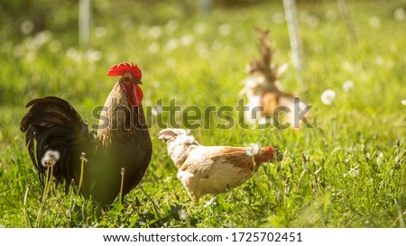 A large rooster stands in the tall grass on a sunny day. Hens in the background