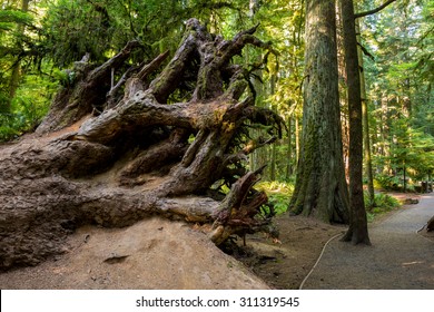 Large root system of a fallen over ancient Douglas-fir at Cathedral Grove, British Columbia, Canada