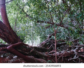 A large root and trees