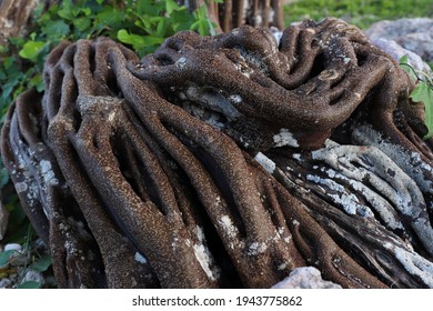 Large roots of tree with grass. Divi Divi. Tropical tree. 