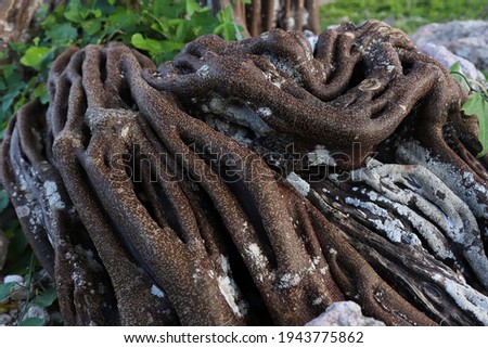 Large roots of tree with grass. Divi Divi. Tropical tree. 