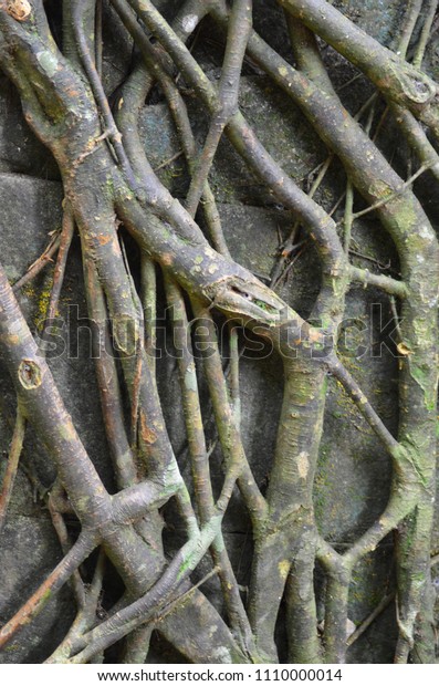 The large roots of a\
tropical tree have grown over a stone wall. The wall is barely\
visible. The roots have divided and grown over one another, making\
an abstract pattern.
