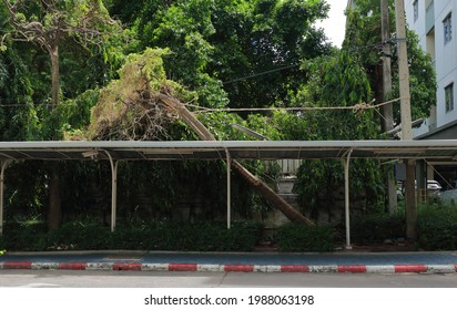 Large Rope Is Fastened Between Utility Pole And Fallen Tree To Prevent Tree Trunk From Falling On Power Line And Rooftop 