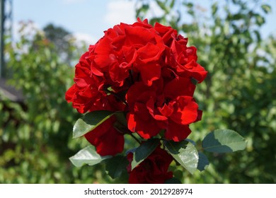 large rose blossom in the antural garden