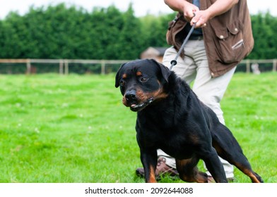 Large Rottweiler dog drags his owner across field on walk , a strong powerful dog obviously not trained very well.