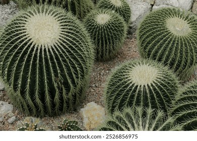 large round cacti in the greenhouse - Powered by Shutterstock