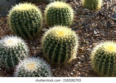 Large Round Cacti Grow In The Desert.