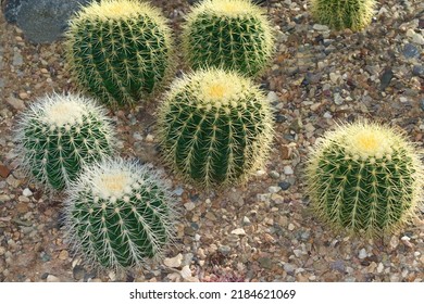 Large Round Cacti Grow In The Desert.