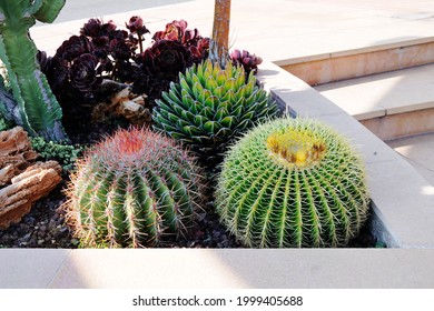 Large Round Cacti On A Flower Bed Outdoors.