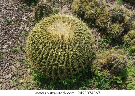 large round cactus growing in the ground